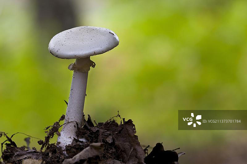 黄色鳞柄菇图片素材