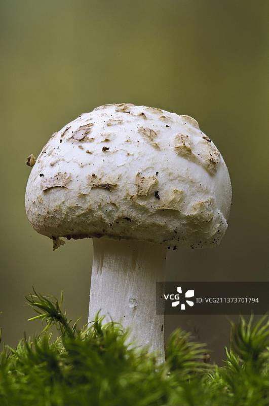 黄色鳞柄菇图片素材