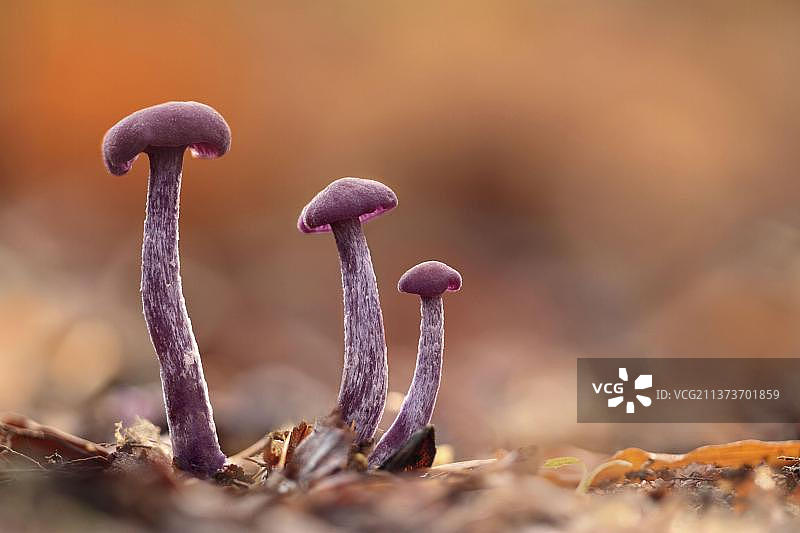紫水晶蘑菇：三个子实体，生长在英国莱斯特郡林地的落叶中图片素材