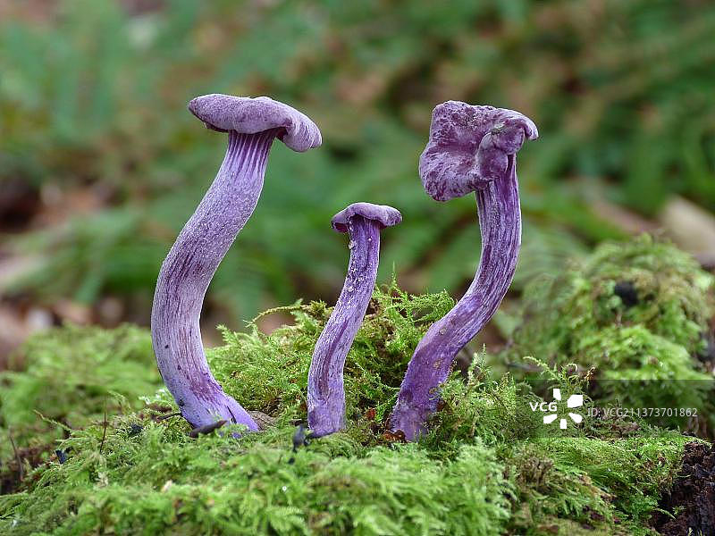 紫水晶欺骗者的子实体，生长在林地苔藓下，英国莱斯特郡图片素材
