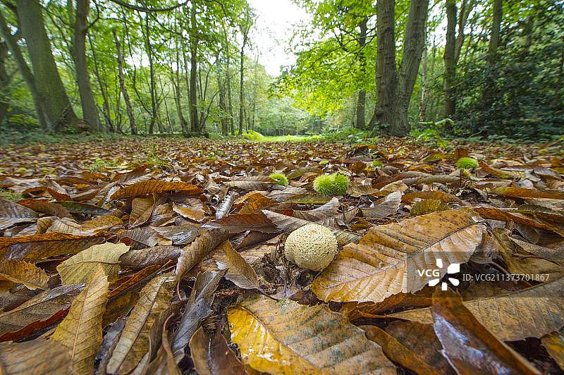 普通马勃菌子实体，生长在甜栗树叶凋落物中，诺福克，英格兰，英国，欧洲图片素材