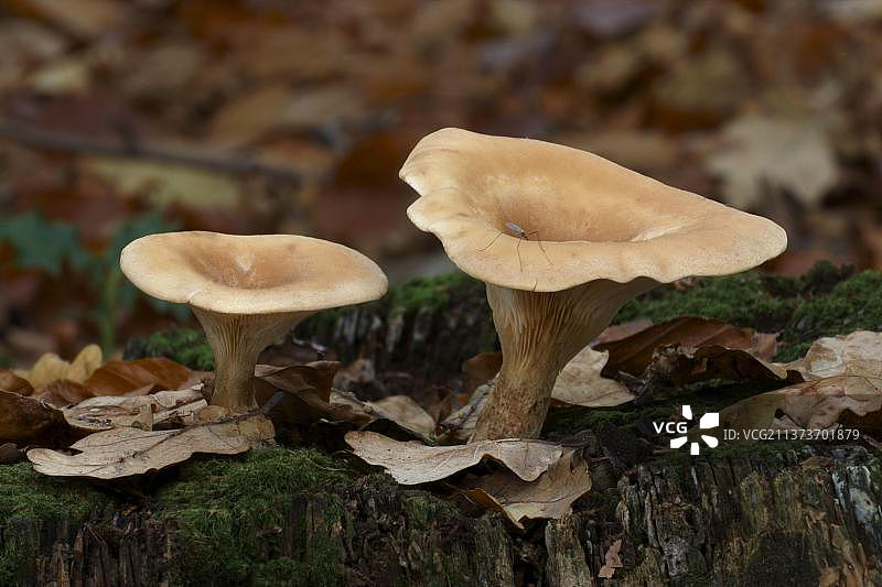 漏斗菇（Clitocybe gibba）子实体，与食蚊蝇，生长在英国莱斯特郡的林地中图片素材
