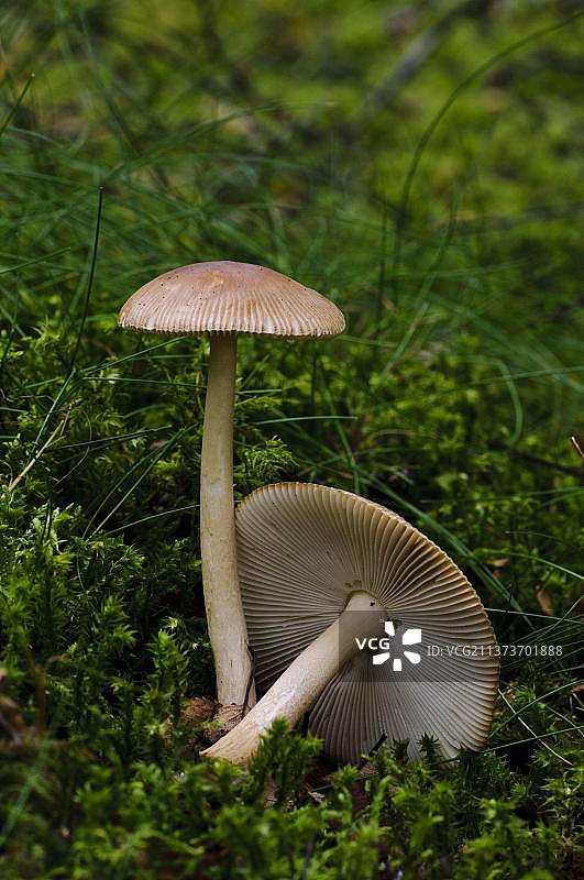 红黄鹅膏菌：生长在苏格兰鲁思文湖淡水湖岸边藓苔上的子实体图片素材