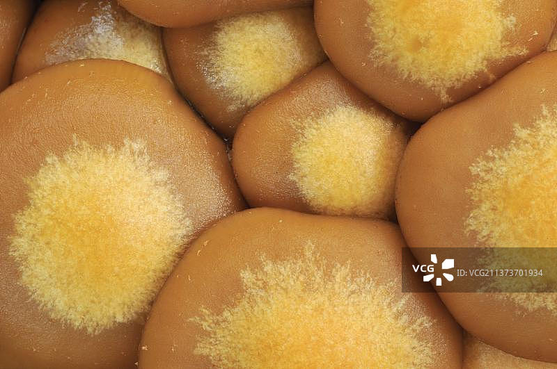 鳞柄菇子实体特写，莱斯特郡，英国，欧洲图片素材