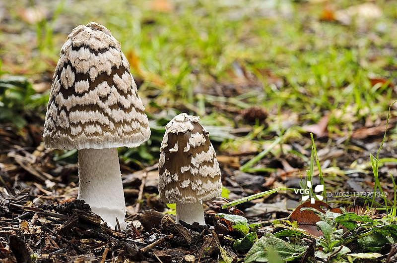 喜鹊鬼伞的两个子实体，位于英国汉普郡罗姆sey的哈罗德·希利尔花园图片素材