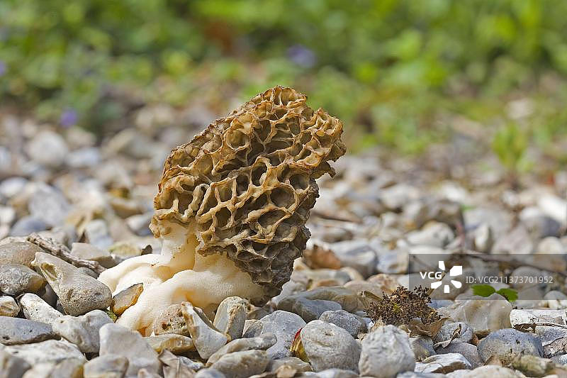 羊肚菌子实体，生长在诺福克花园的木瓦路上图片素材
