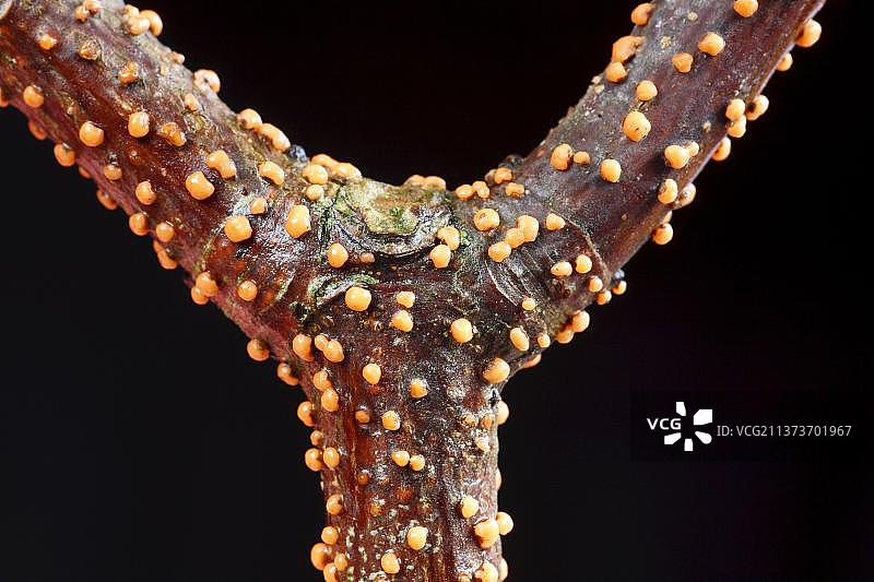 珊瑚点真菌(Nectria cinnabarina)子实体生长在英国威尔士Powys的无花果枫树(Acer pseudoplatanus)的树枝上图片素材