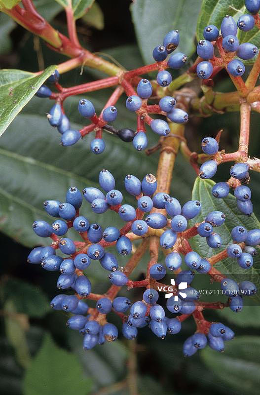 英国康沃尔郡花园中的大卫荚蒾果实特写图片素材
