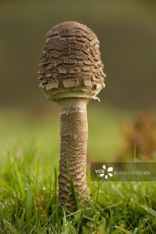 高大环柄菇幼菇，生长在英国萨默塞特郡酸性草地图片素材