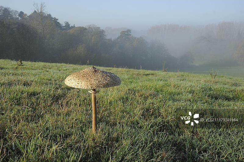 在英国萨福克郡菲瑞斯顿森林旁的露水覆盖的田野中生长的鳞柄菇图片素材