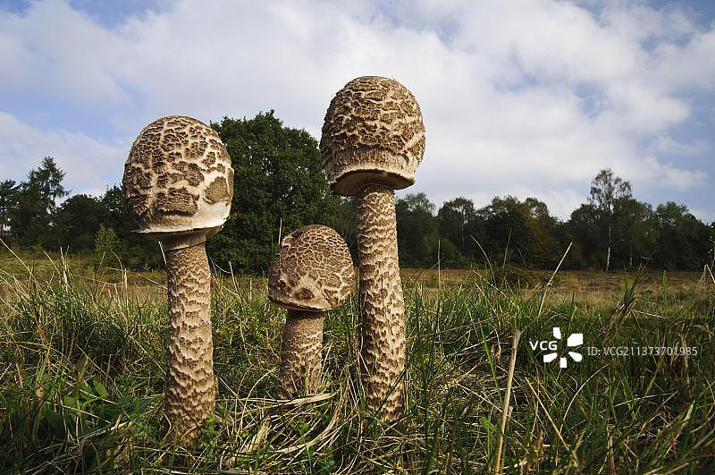 鳞柄蘑菇，三个子实体生长在草原栖息地，英国诺丁汉郡克伦伯公园图片素材
