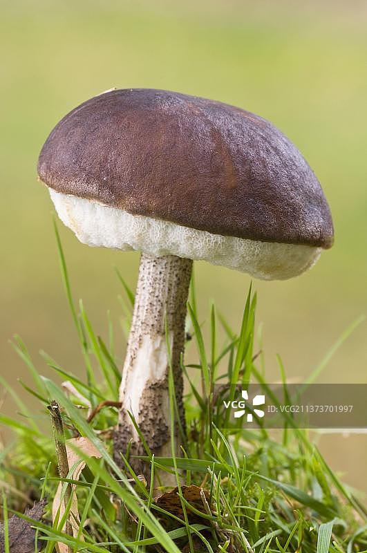 糙皮侧耳（Leccinum scabrum）子实体，生长在草地中，英国汉普郡贝辛斯托克，欧洲图片素材