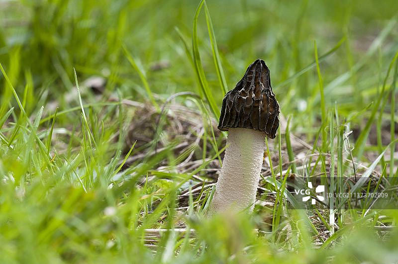 在英国莱斯特郡拉特兰水域草地生长的半离生羊肚菌子实体图片素材