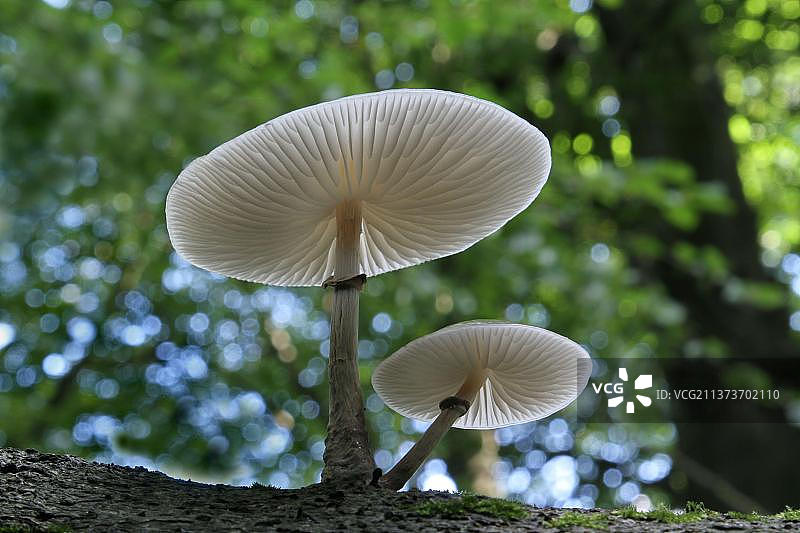 山毛榉黏液，瓷菌（Oudemansiella mucida），真菌，在枯木上生长的瓷菌子实体，英国莱斯特郡图片素材
