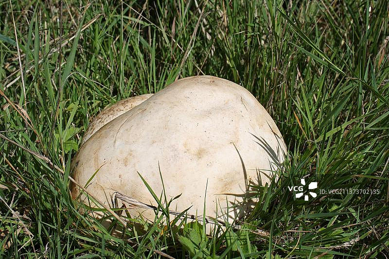 巨大的马勃菌子实体，英国萨福克郡图片素材