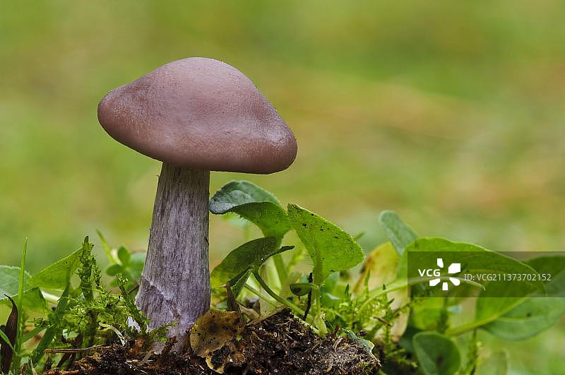 肉色香蘑菇，英国诺丁汉郡克伦伯公园，欧洲图片素材