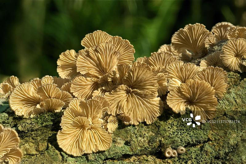 裂褶菌：印度喀拉拉邦原木上的裂褶菌子实体图片素材