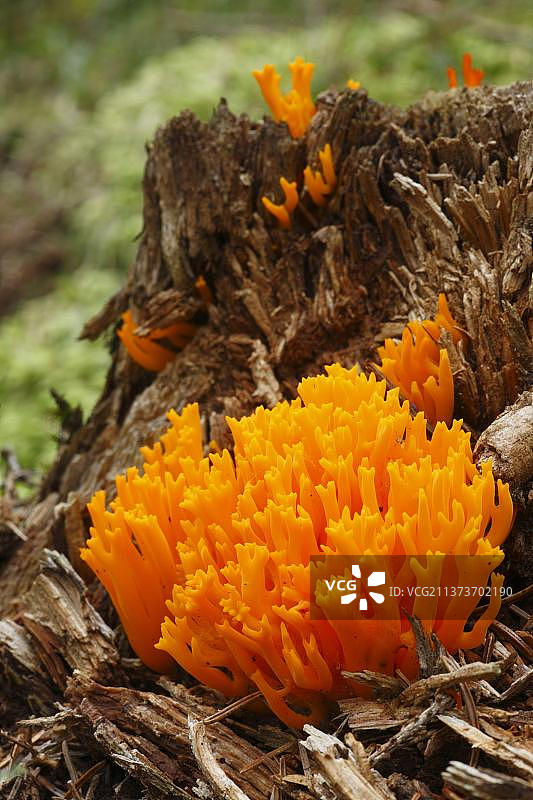 黄色鹿角菌子实体，生长在腐烂的针叶树桩上，威尔士，英国，欧洲图片素材