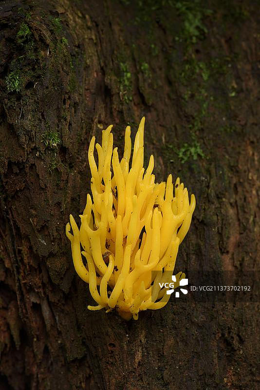 黄色鹿角菌子实体，生长在枯树桩上，英国斯塔福德郡图片素材