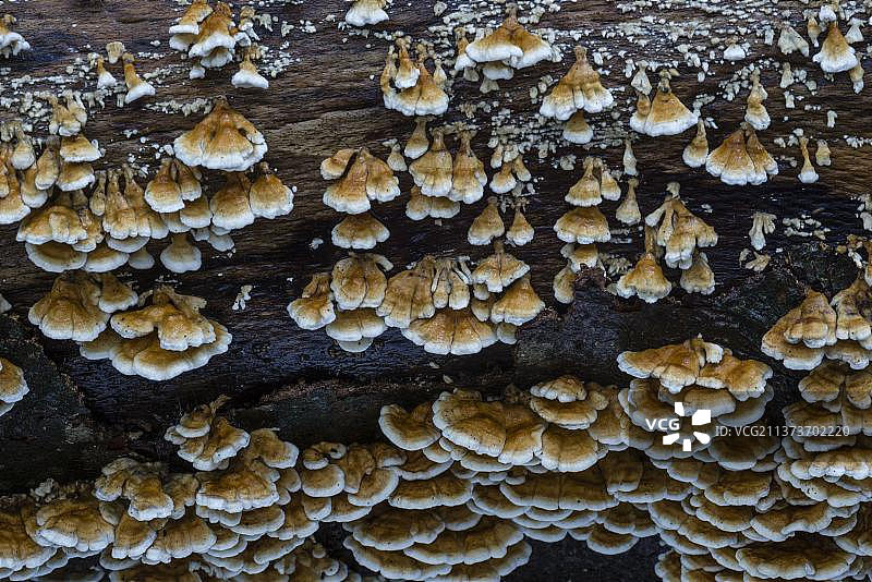 英国肯特郡山毛榉林中腐烂的原木上生长的云芝图片素材