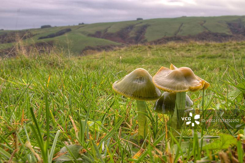 草原栖息地中的鹦鹉蜡头菌图片素材