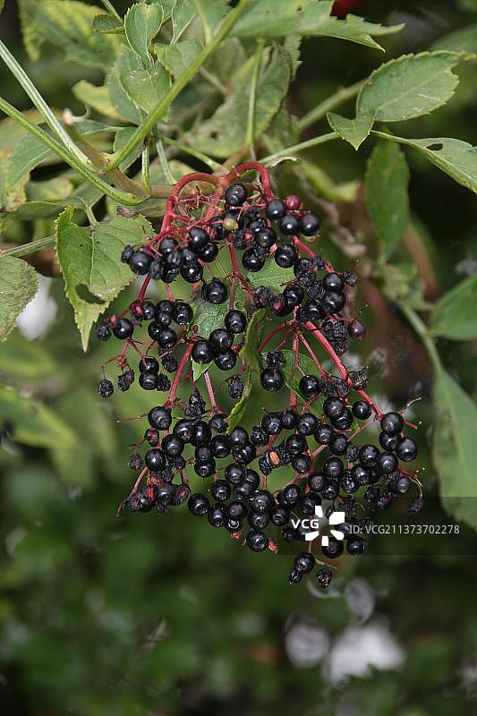 接骨木的秋季浆果图片素材