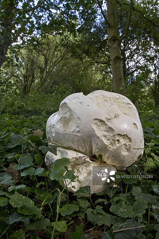 巨型马勃（Calvatia gigantea），萨福克，英格兰，八月图片素材