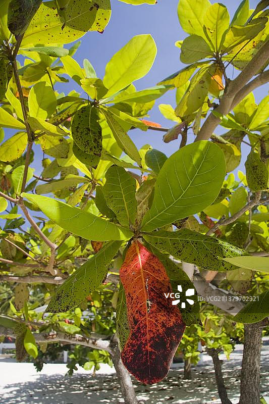 旱季中颜色变化的印度榄仁树叶，巴拉望岛，菲律宾，亚洲图片素材