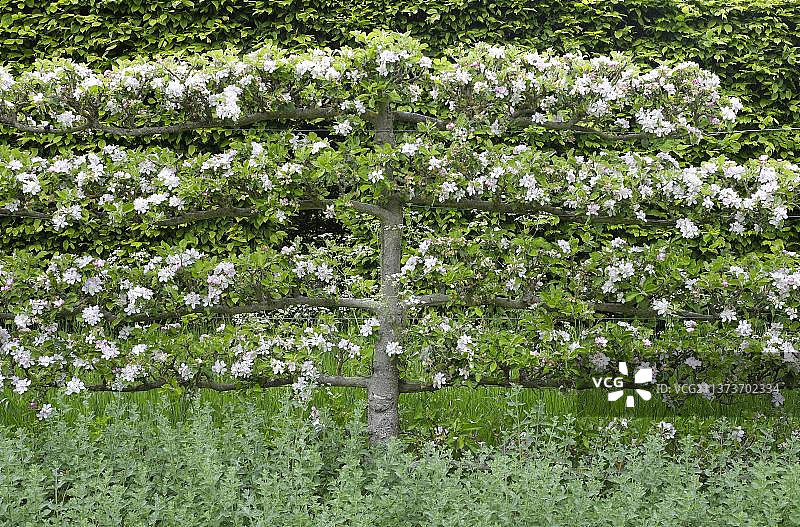 花园中人工栽培的苹果树（苹果），棚架生长，英国诺福克图片素材