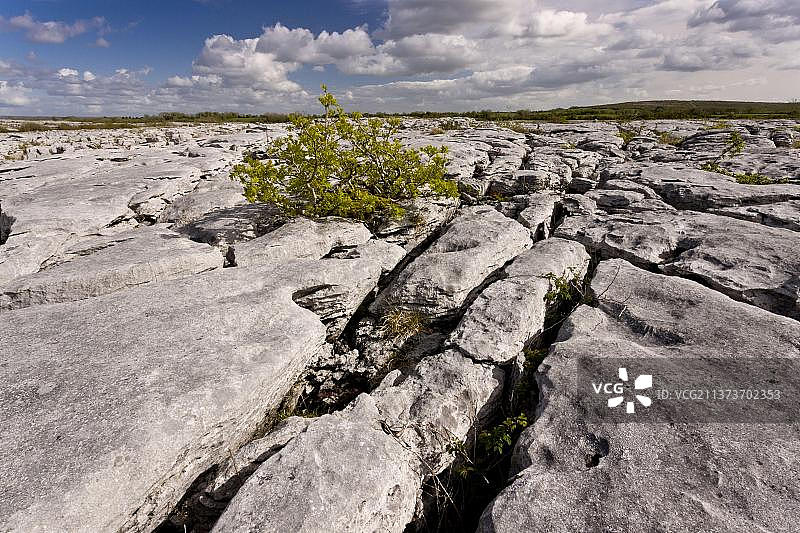 欧洲白蜡树图片素材