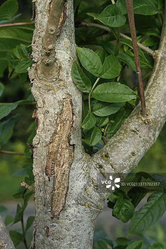 欧洲白蜡树树皮特写，病变由真菌性疾病白蜡凋萎病（Chalara fraxinea）引起，生长在英国萨福克郡门德尔沙姆的树篱中图片素材
