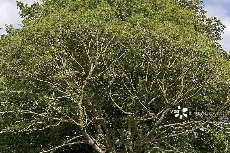 白蜡树图片素材