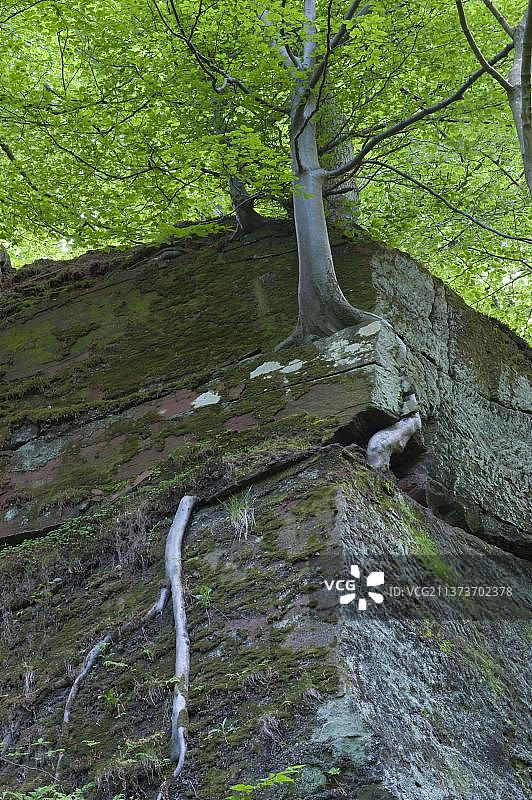 欧洲山毛榉裸露的根图片素材