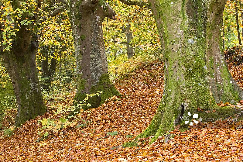 落叶山毛榉林地（英国多塞特郡）图片素材