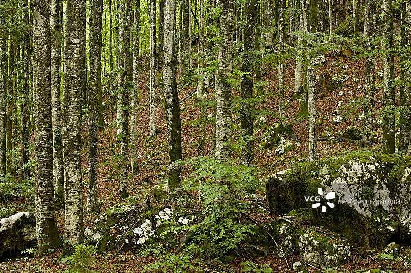 斯洛文尼亚石灰岩上的山毛榉原始森林图片素材