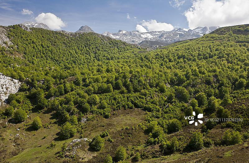 欧洲山毛榉，西班牙坎塔布连山脉高山森林图片素材