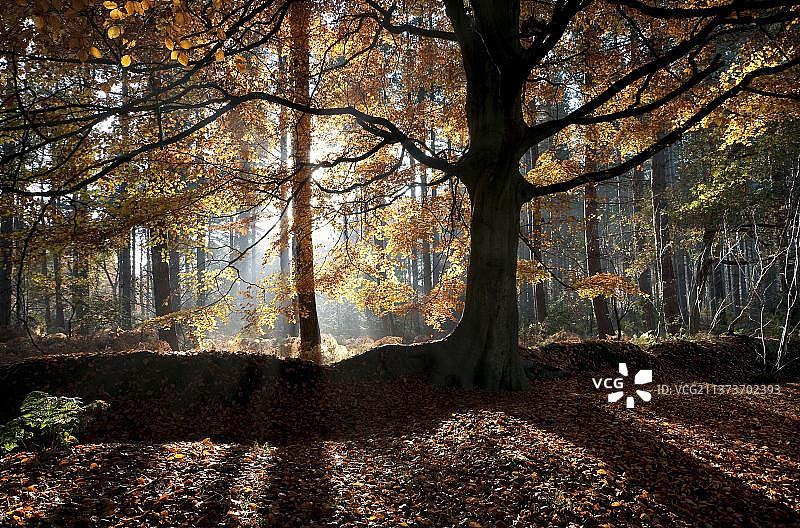 欧洲水青冈树林逆光照，英国诺福克图片素材