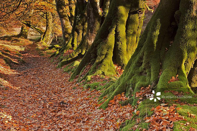 清晨阳光下，英国萨默塞特郡埃克斯穆尔国家公园的普通欧洲山毛榉树干和落叶图片素材