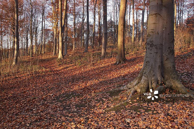 欧洲英国西约克郡费尔本山毛榉林地落叶景观图片素材