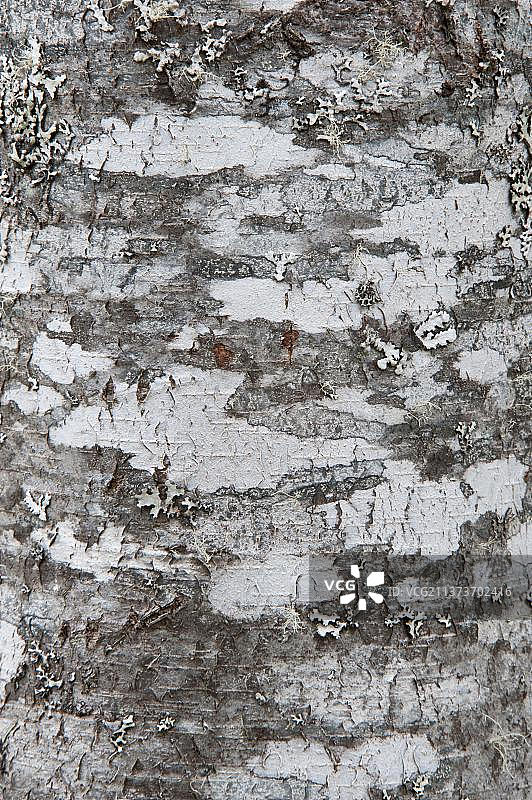 埃斯科达埃斯孔迪达植物园的斜叶水青冈树干特写，阿根廷内格罗河省图片素材