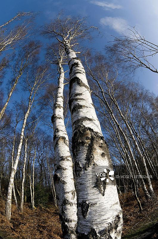 英国诺福克郡的银桦树图片素材