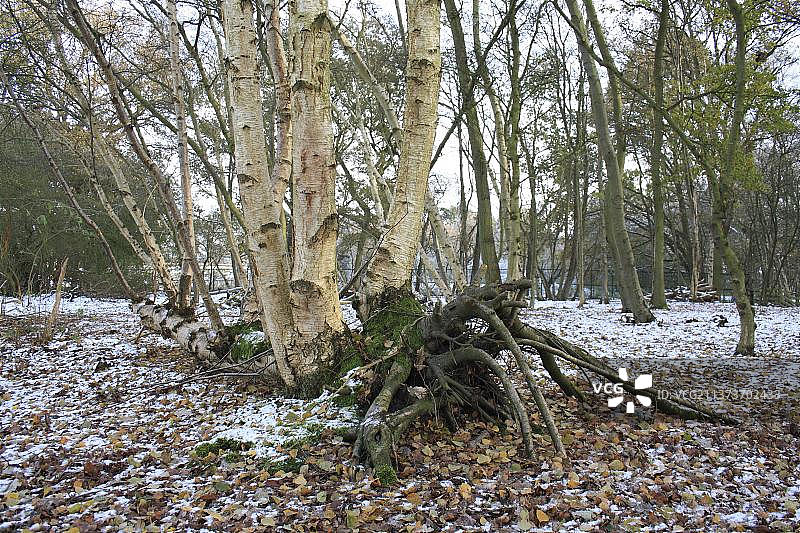 雪地森林环境中倒下的银桦树干，位于英国萨福克郡韦弗尼河谷图片素材