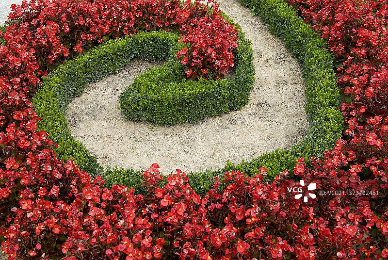 黄杨装饰矮树篱和栽培秋海棠花，埃格雷维尔，塞纳-马恩省，法国，欧洲图片素材