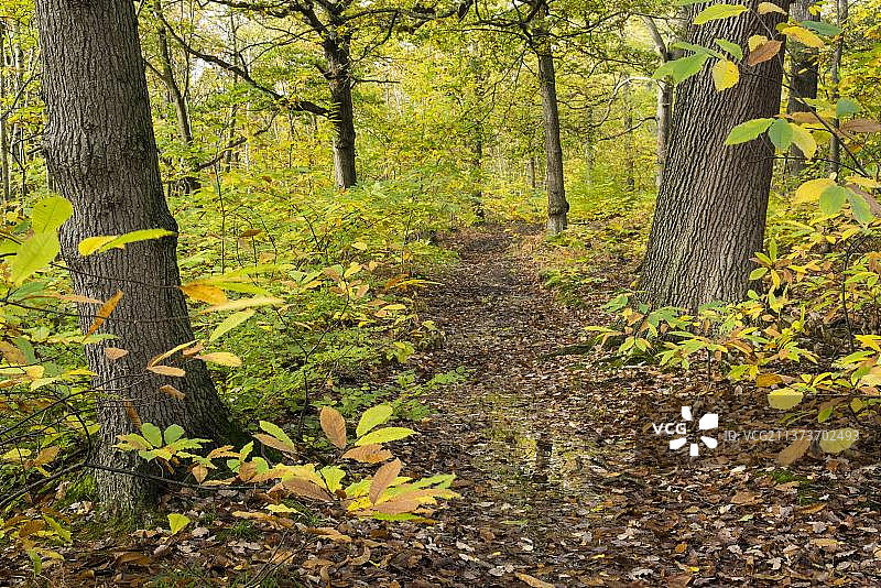 英国肯特郡的栗树（Castanea sativa）森林栖息地，秋叶色彩图片素材