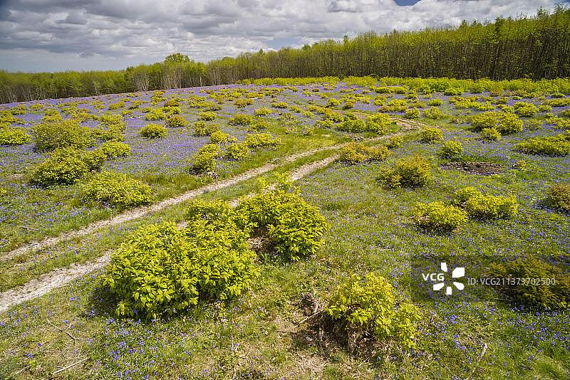 栗树矮林生境，风信子盛开（英国肯特郡查洛克国王森林）图片素材