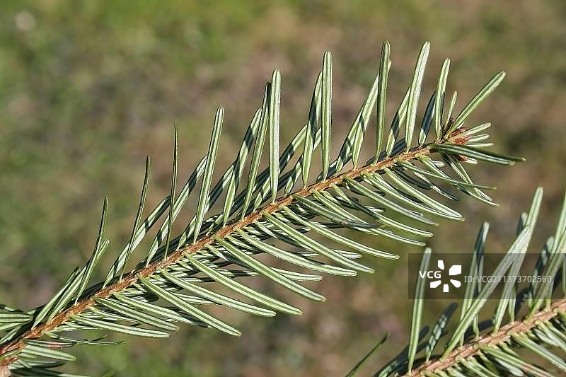 诺德曼冷杉特写（欧洲商用圣诞树）图片素材