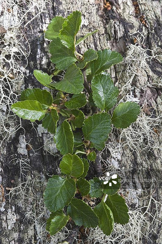 南极山毛榉特写（阿根廷火地岛国家公园）图片素材