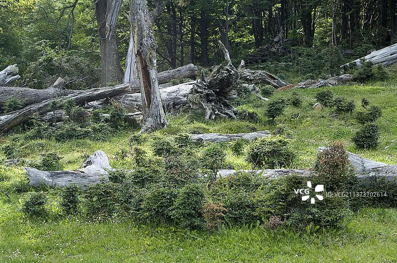 阿根廷火地岛南部巴塔哥尼亚的南极山毛榉再生和倒下的原木图片素材