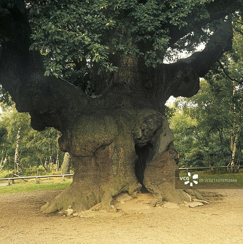 欧洲栎“梅杰橡树”树干特写，位于英国诺丁汉郡舍伍德森林图片素材