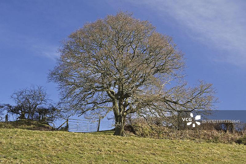 欧洲白栎牧场形态，光秃树图片素材